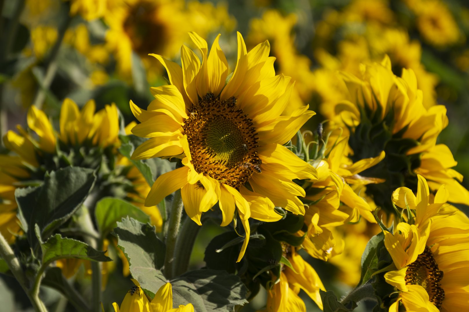 Un hombre de Kansas planta 1,2 millones de girasoles como regalo del 50 aniversario de su esposa